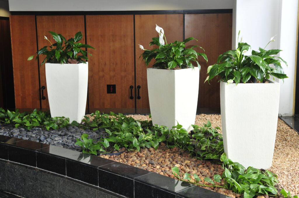 Add a pop of color and some greenery to your office with our gorgeous plants.