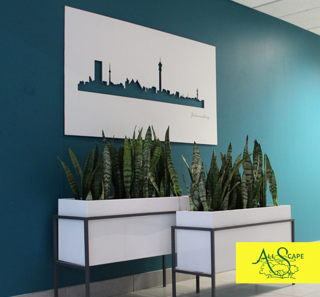 pot plants in office