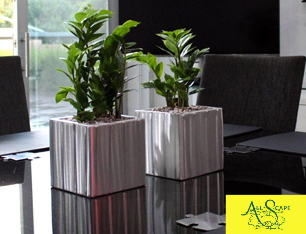 low maintenance plants