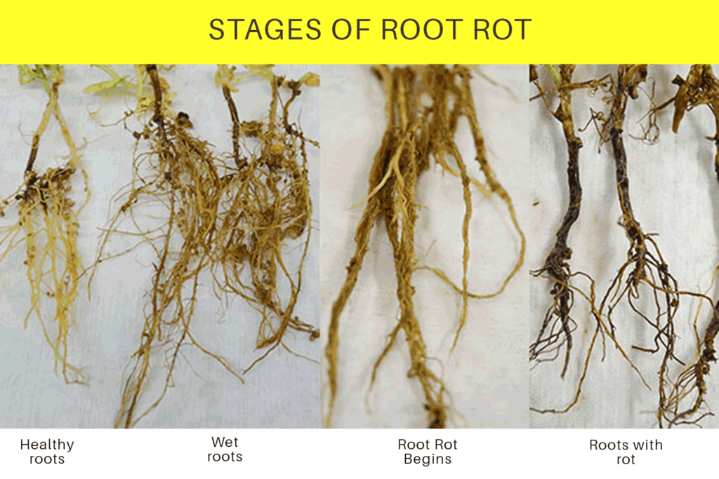 Stages of root rot
