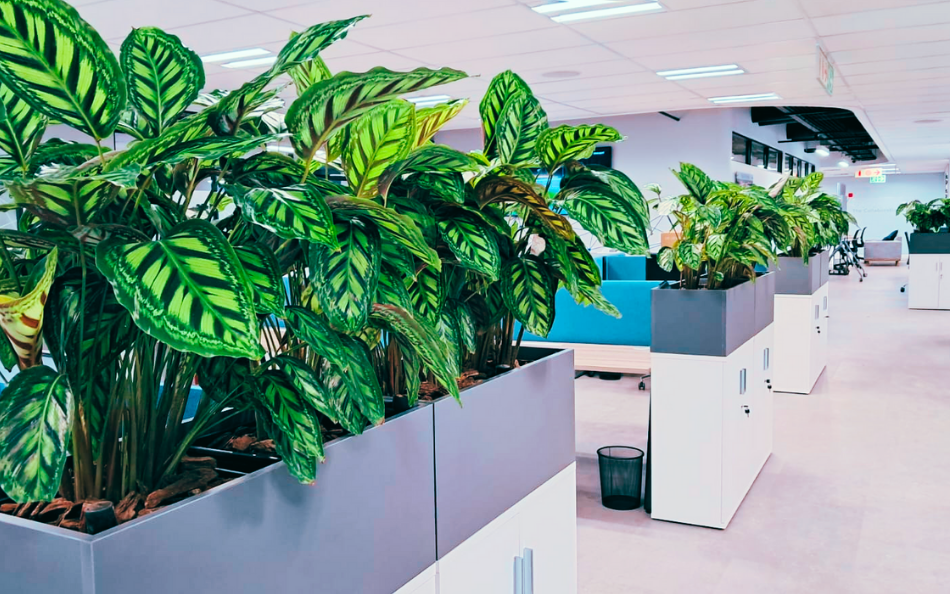 Office plants